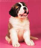 st bernard