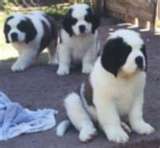 st bernard