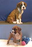 boxer