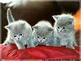 les chatons