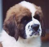 st bernard